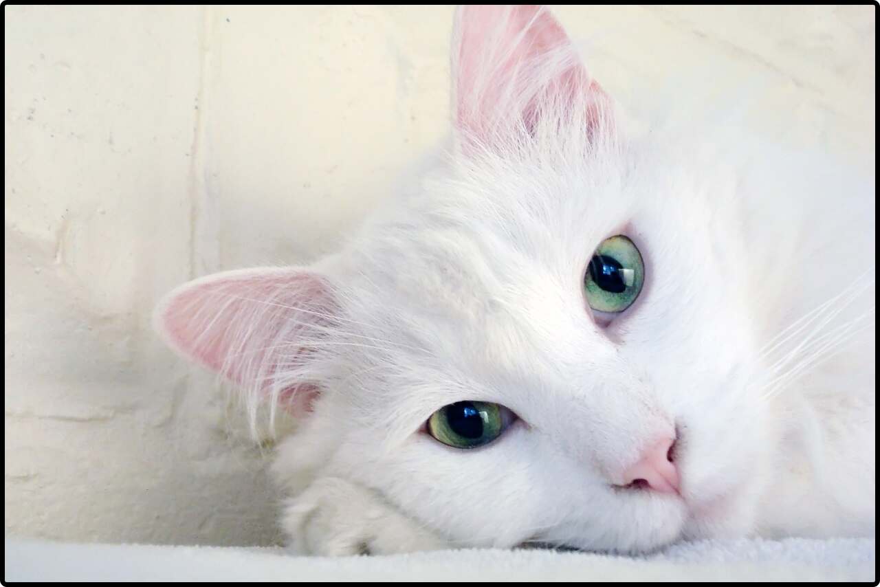 Sweet white cat with a playful expression, ready for cuddles.